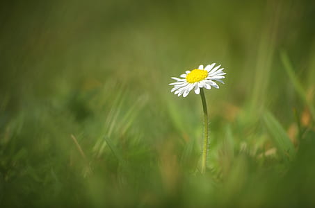 selective focus photography of white daisy flower thumbnail