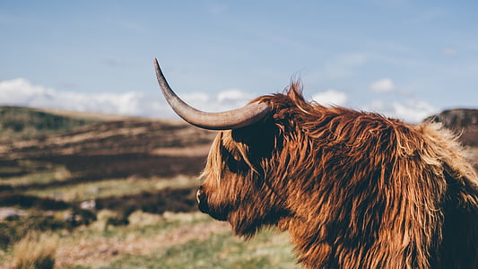 brown buffalo thumbnail