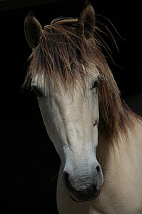 brown horse photography thumbnail