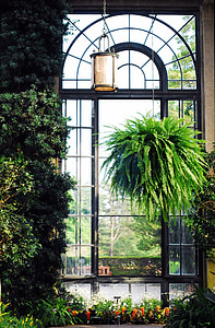 green leafed plant hanging near window thumbnail