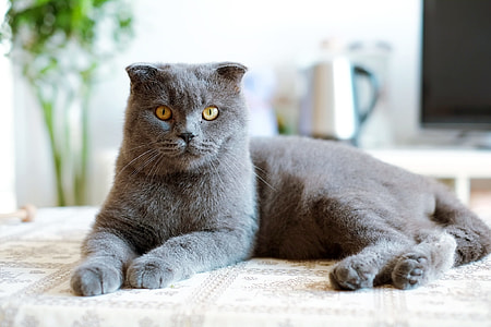 Cat, British Short thumbnail