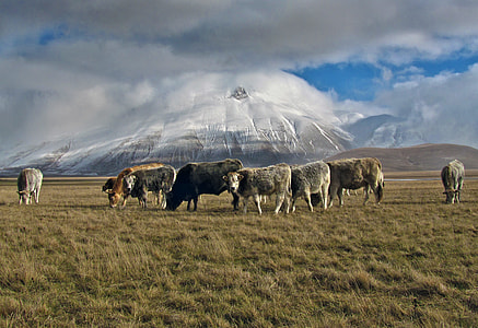 brown and white cow on green grass field thumbnail