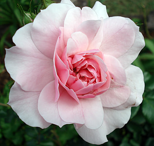 white and pink flower close up shot thumbnail