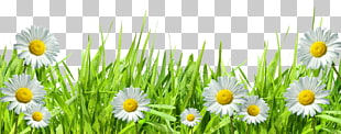 Roman chamomile Grasses Hand Computer , Large Transparent Grass with Dew and Daisies, daisy flowers PNG clipart