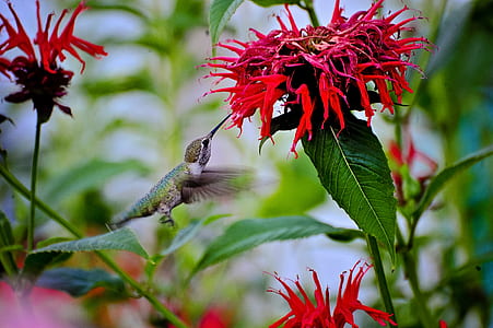 shallow focus photo of red flower thumbnail