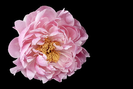 pink petaled flower with black background thumbnail