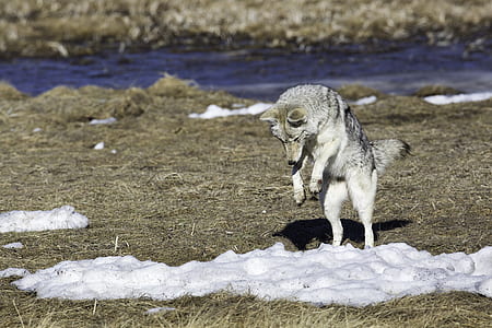 photo of white wolf thumbnail