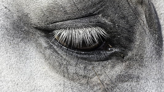 grayscale photo of animal eye thumbnail