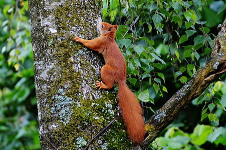 brown chipmunks climbing on tree thumbnail
