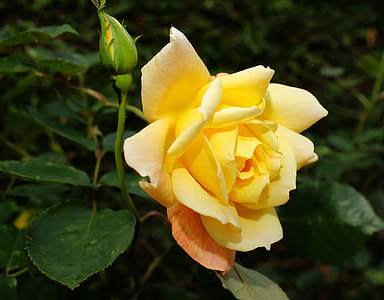 close-up photo of yellow rose bloom thumbnail