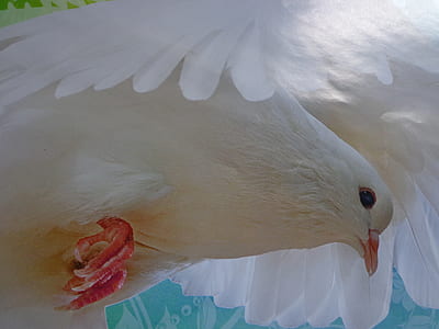 white dove photo thumbnail