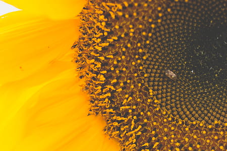 Macro Photography of Sunflower thumbnail