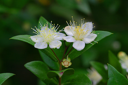 two white petaled flowers thumbnail