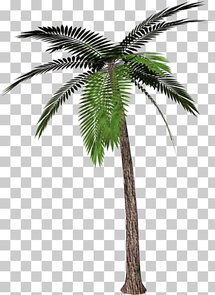 Palm trees , Palm Tree , green palm tree PNG clipart
