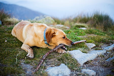 short-coated brown dog biting brown twig on green grass field thumbnail