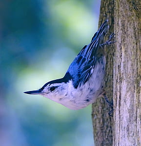selective focus photo of white and blue finch bird thumbnail