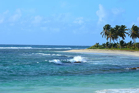 coconut palms near body of water thumbnail