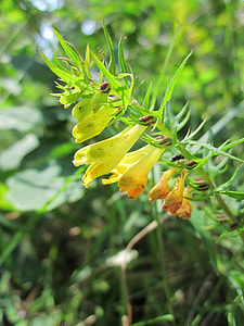 Melampyrum Pratense, Common Cow-Wheat thumbnail