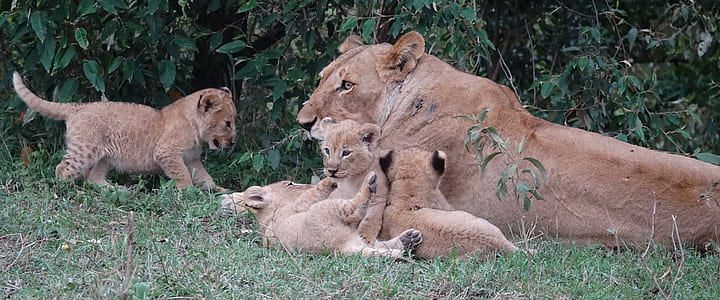 lioness laying on grass with cubs thumbnail