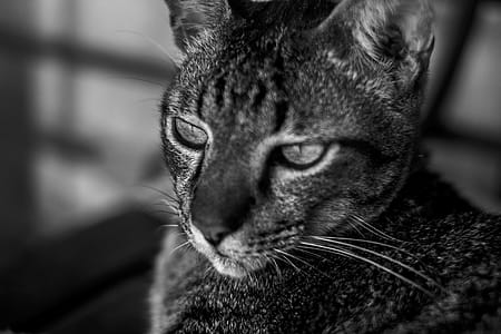 Monochrome Photo of Cat thumbnail