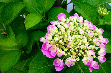 pink hydrangea flowers in close-up photography thumbnail