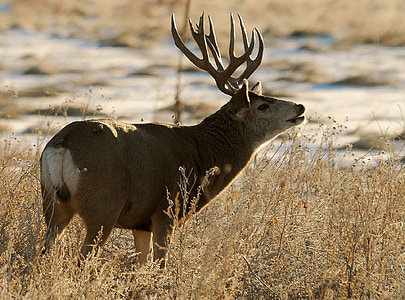 brown buck in the middle of the field thumbnail