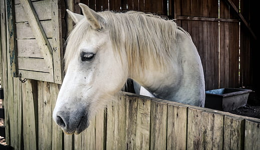 white horse in side table thumbnail