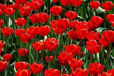 red flower field under sunny sky thumbnail