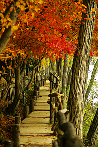 selective focus photography brown wooden bridge thumbnail