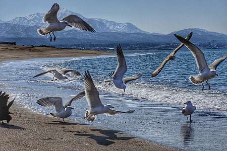 flock of white bird thumbnail