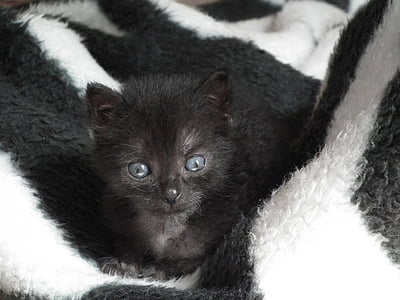 black kitten on white textile thumbnail