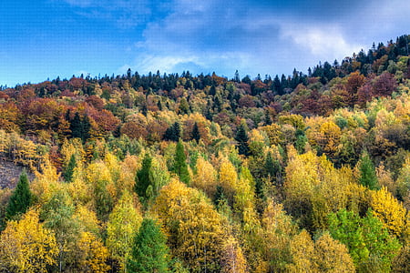 landscape photography of tree thumbnail