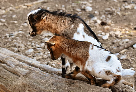 two brown-and-white goats standing on tree log thumbnail