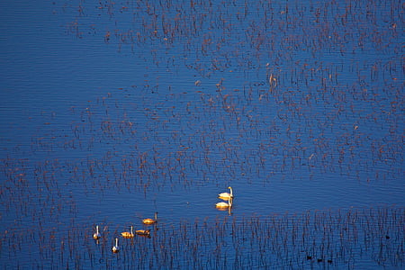 white swan at river thumbnail