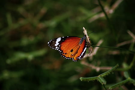 Close-up Photography of Butterfly thumbnail