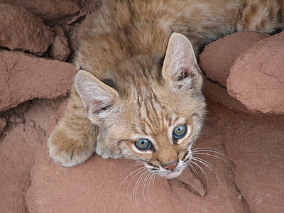 orange cat in between rocks thumbnail