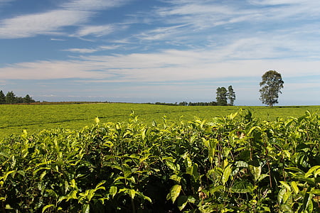 landscape photo of grass field thumbnail