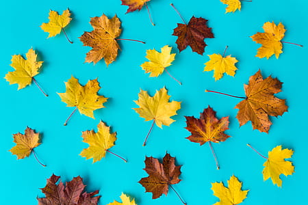 Autumn Leaves on Flat Blue Background #2 thumbnail