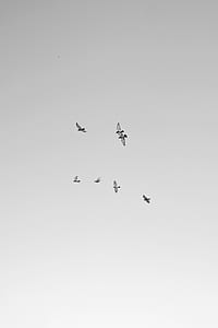 low angle photo of seven birds flying thumbnail