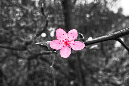 pink cherry blossom thumbnail