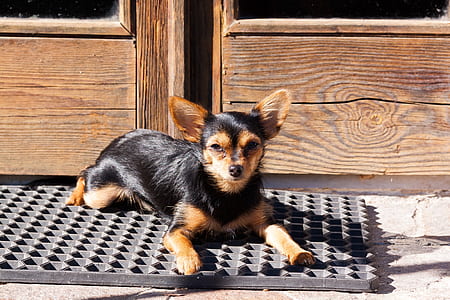 Chihuahua lying on door mat beside door during daytime thumbnail