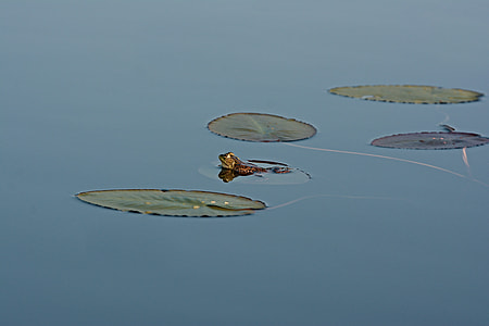 frog near lily pads thumbnail