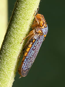 yellow and blue frog hopper on plant close-up photo thumbnail