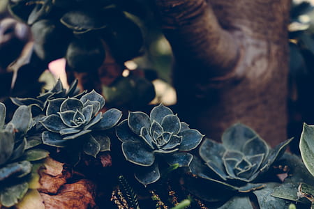 selective focus photography of black succulent plant thumbnail