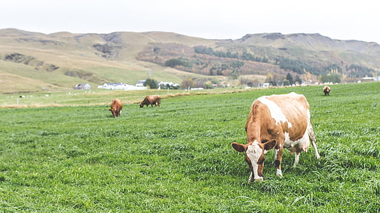 brown and white cow eating grass thumbnail