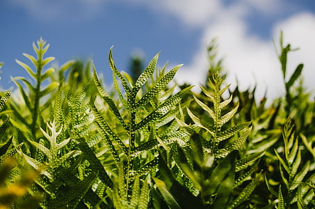 shallow focus of green plant thumbnail