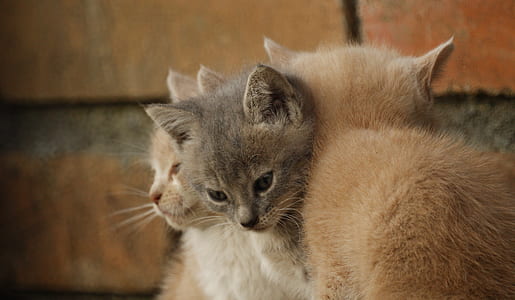 two brown and one gray kittens together thumbnail