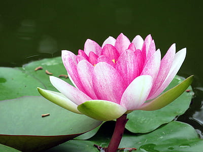 close-up of pink lotus flower thumbnail