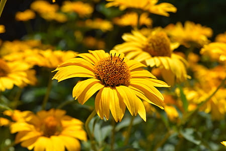 selective focus photo of yellow coneflowers thumbnail