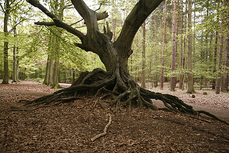 landscape photography of tree trunk thumbnail